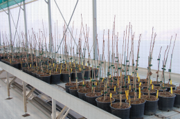 Porte-greffe de cerisier cultivés en pot sous abri insect proof, pour la multiplication de plants destinés à l'export